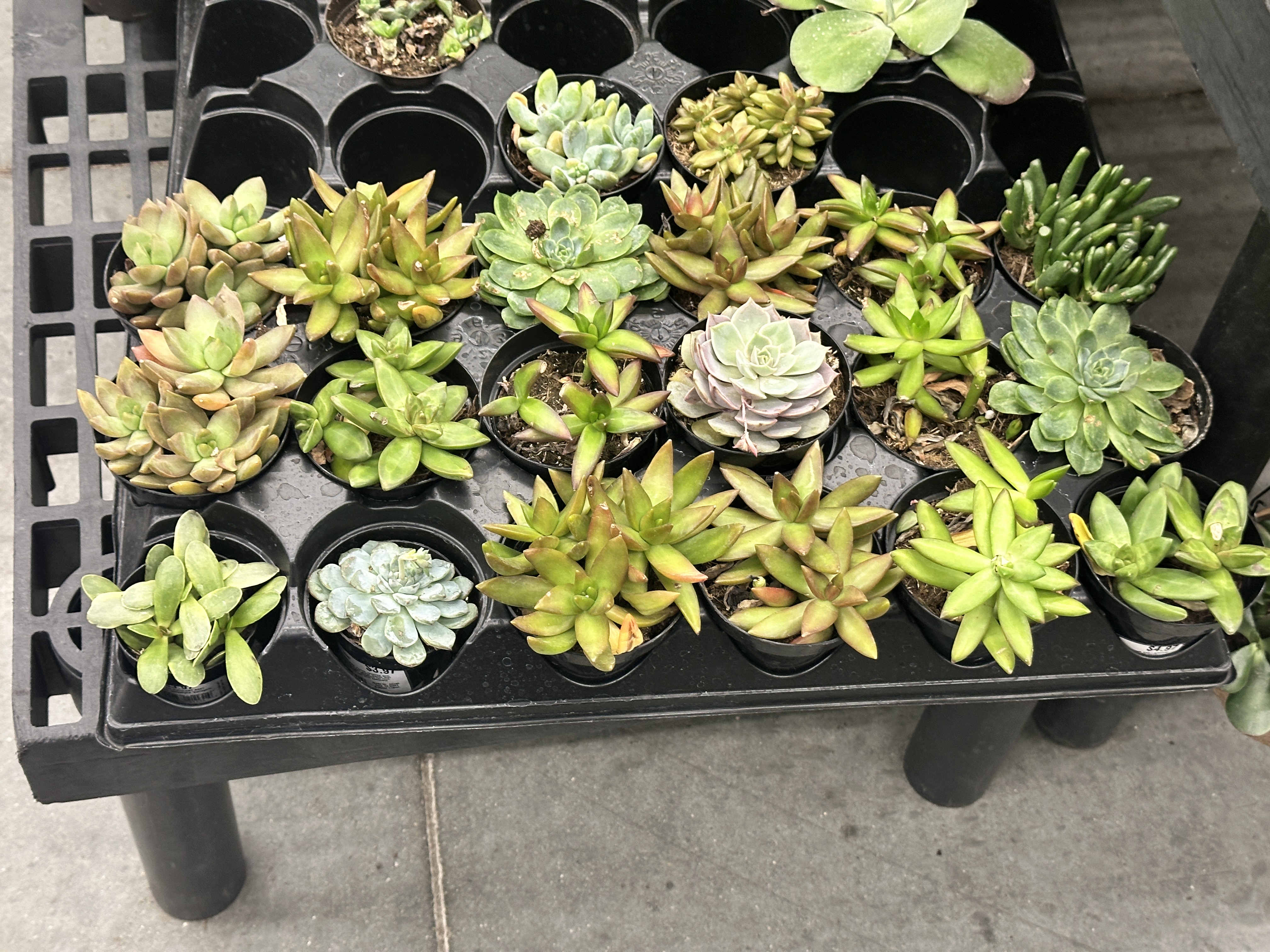 Plant 2
