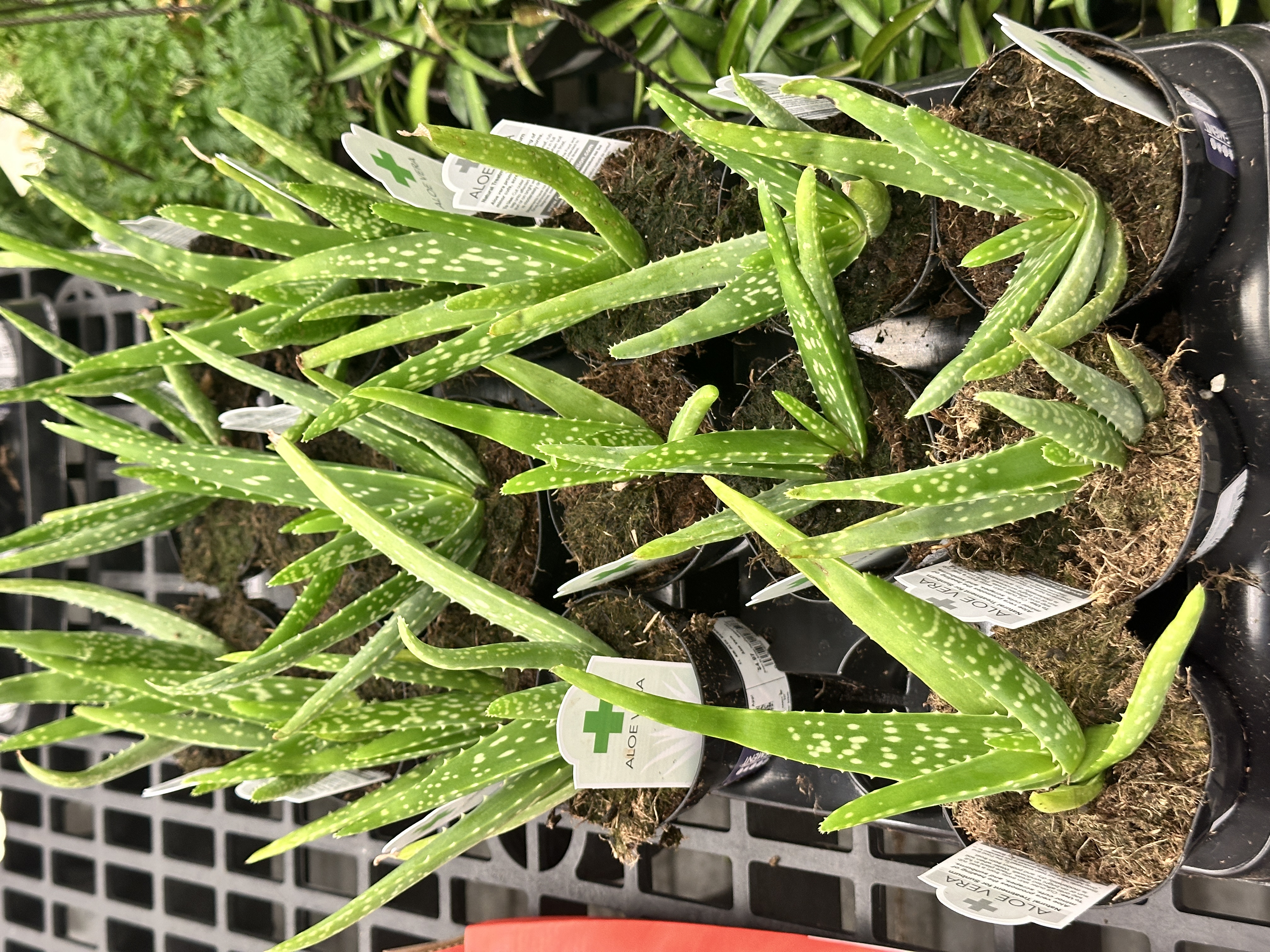 Plant 3