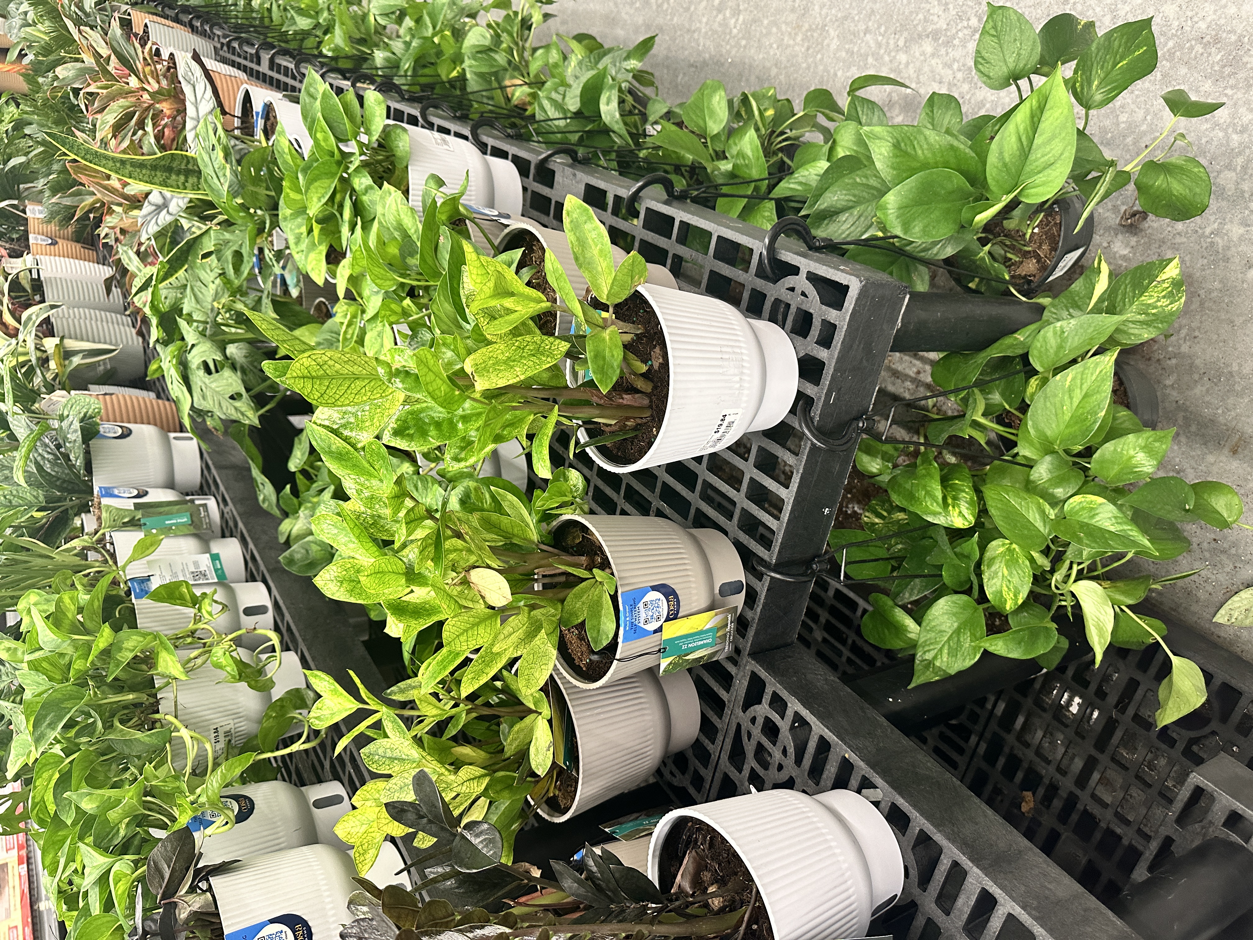 Plant 4