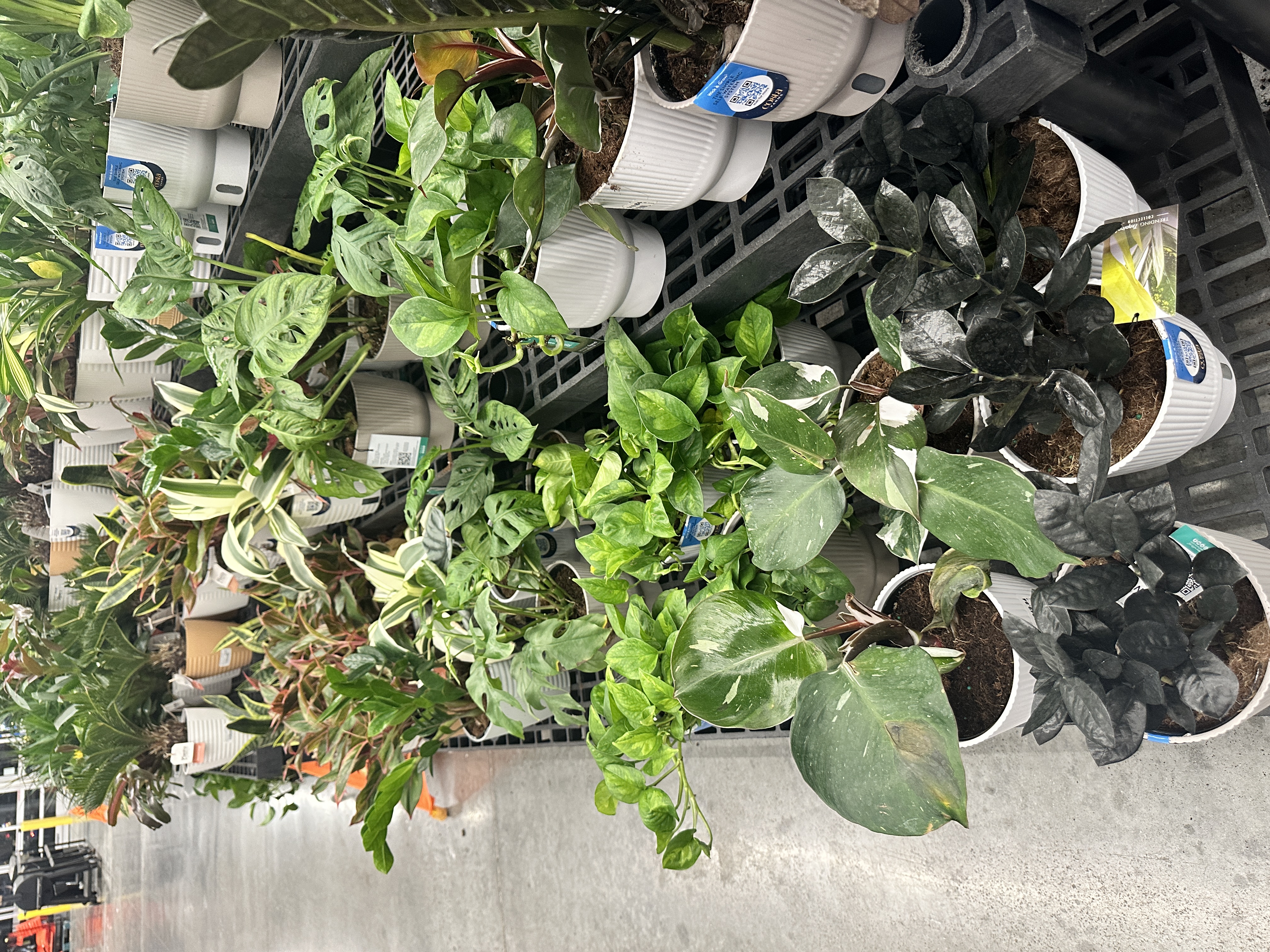 Plant 6